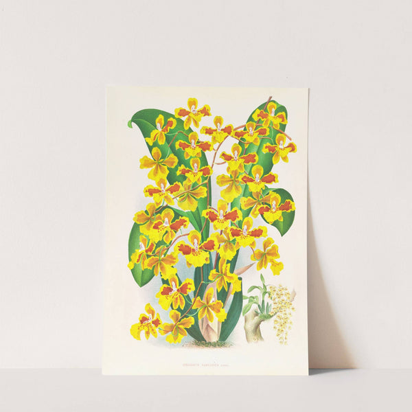 Oncidium sarcodes by Jean Jules Linden