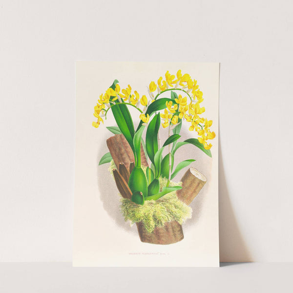 Oncidium warscewiczi by Jean Jules Linden