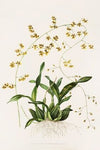 Oncidium Wentworthianum