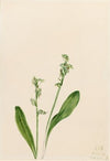 American Waterlily (Castalia odorata) (1920)