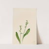 One-Leaf-Bog-Orchid (Habenaria obtusata) (1922) by Mary Vaux Walcott