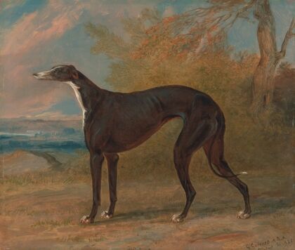 One of George Lane Fox’s Winning Greyhounds; the Black and White Greyhound Bitch, Juno, also called Elizabeth — size preview