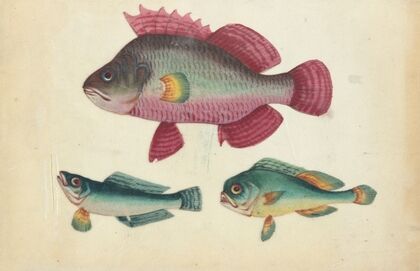 One pink fish, two green fish (1800-1899)