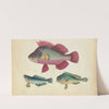 One pink fish, two green fish (1800-1899)
