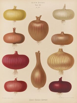 Onion (1876-1886)