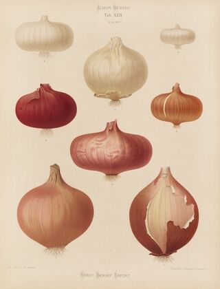 Onions (1876-1886)