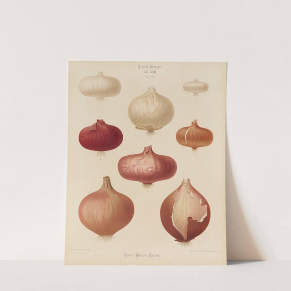 Onions (1876-1886) by Ernst Benary