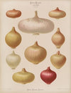 Onions (1876-1886)