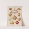 Onions (1876-1886) by Ernst Benary