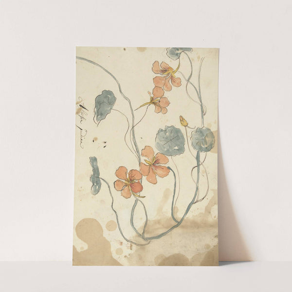 Oostindische kers by Elias van Nijmegen