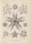 Ophiodea. – Schlangensterne.