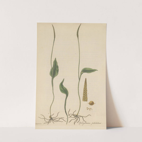 Ophioglossum petiolatum by William Jackson Hooker