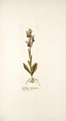 Ophrys crucigera