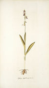 Ophrys myodes