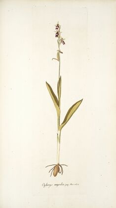 Ophrys myodes