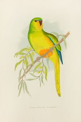 Orange-Bellied Parrakeet (1884-1887)