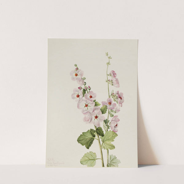Orange-Eye Globemallow (Sphaeralcea davidsonii) (1926) by Mary Vaux Walcott