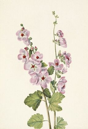Orange-eye Globemallow. Sphaeralcea davidsonii (1925)