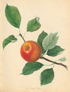 Orange Pippin