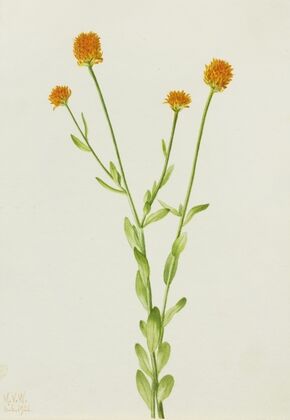 Orange Polygala (Polygala lutea) (1926)