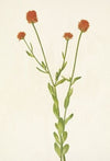 Orange Polygala. Polygala lutea (1925)