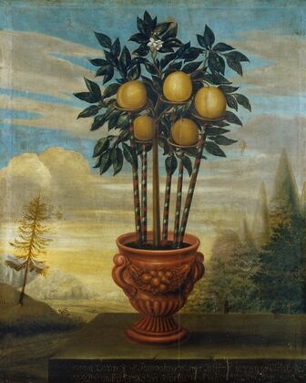 Orange tree in an urn