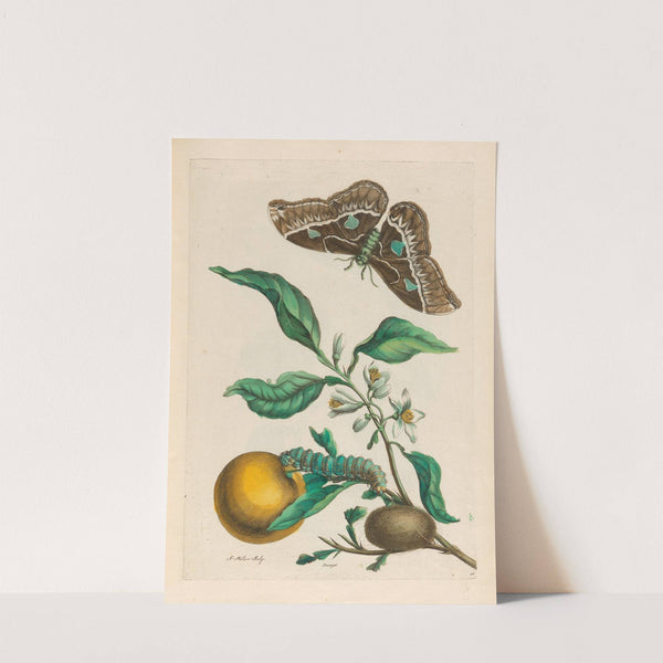 Oranger (1719) by Maria Sibylla Merian