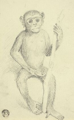 Orangutang