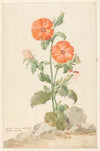 Oranje koekoeksbloem in landschap (c. 1790)