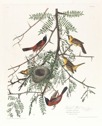 Orchard oriole