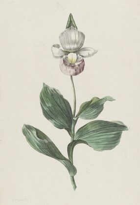 Orchidee Vrouwenschoentje (Cypripedium reginae Walter)
