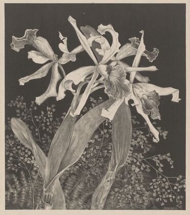 Orchids