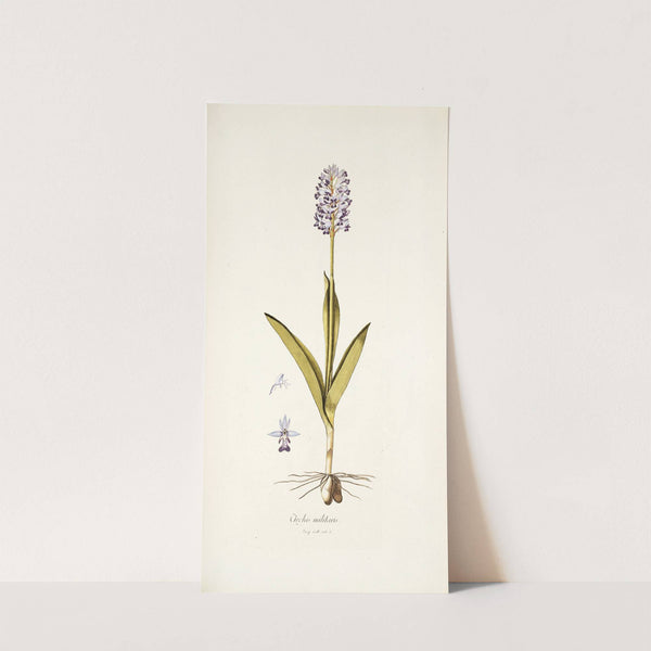 Orchis militaris by Nikolaus Joseph Freiherr von Jacquin