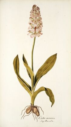 Orchis moravica