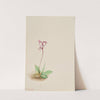 Orchis (Orchis rotundifolia) (1916) by Mary Vaux Walcott
