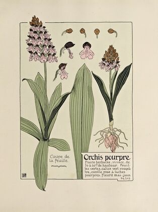 Orchis pourpre