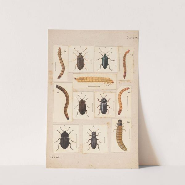 Original hand painted plate for New Zealand Beetles [Plate IX] by George Hudson