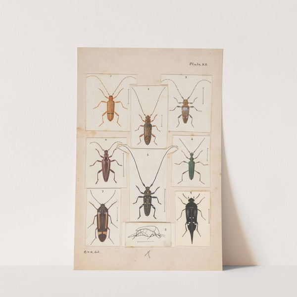 Original hand painted plate for New Zealand Beetles [Plate XII] by George Hudson