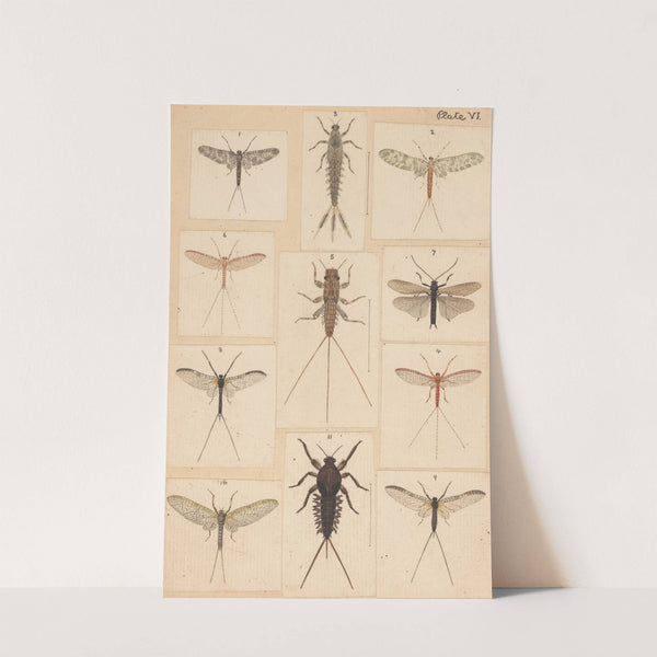 Original hand painted plate for New Zealand Neuroptera [Plate VI] (circa 1904) by George Hudson