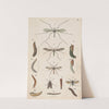 Original hand painted plate for the Manual of New Zealand Entomology [Plate V] (circa 1886) by George Hudson