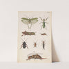 Original hand painted plate for the Manual of New Zealand Entomology [Plate XVII] (circa 1886) by George Hudson