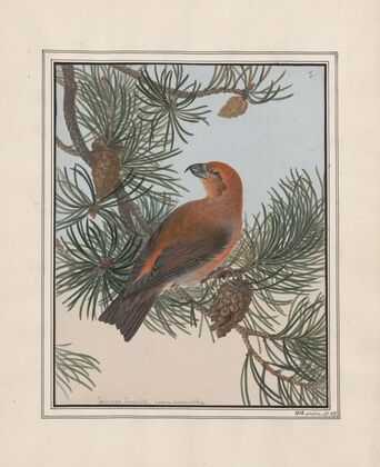 Original water-colour drawings of birds and eggs Pl.01