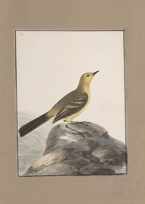Original water-colour drawings of birds and eggs Pl.04