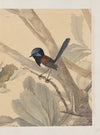 Original water-colour drawings of birds and eggs Pl.08
