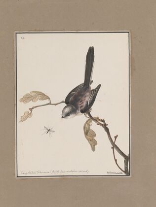 Original water-colour drawings of birds and eggs Pl.11