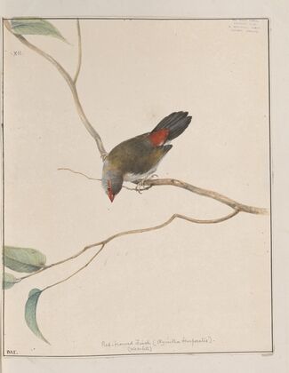 Original water-colour drawings of birds and eggs Pl.12