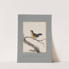 Original water-colour drawings of birds and eggs Pl.15 by John William Lewin