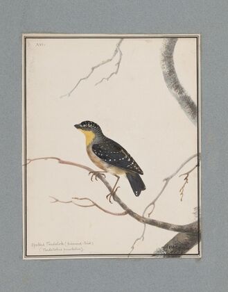 Original water-colour drawings of birds and eggs Pl.16