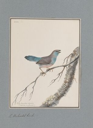Original water-colour drawings of birds and eggs Pl.23