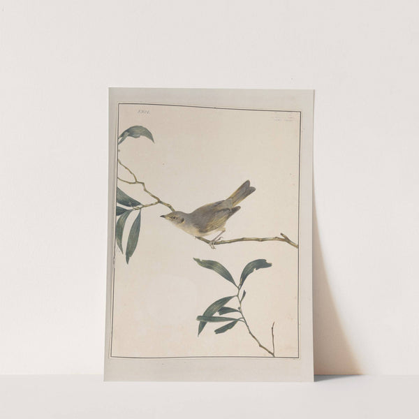 Original water-colour drawings of birds and eggs Pl.24 by John William Lewin